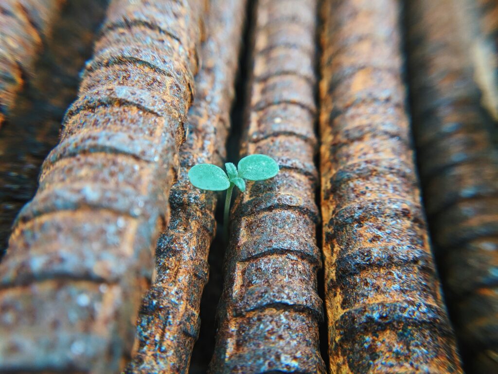 rusty metal rebar with a small green plant sprouting up between